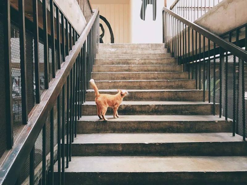 Thunder Bird Hostel Chiang Mai Luaran gambar